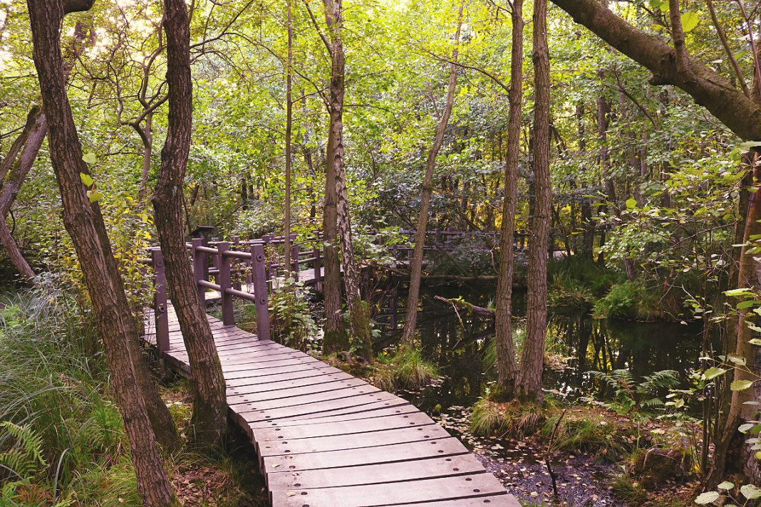 Wanderung Briesetal: Bester Rundwanderweg von Birkenwerder