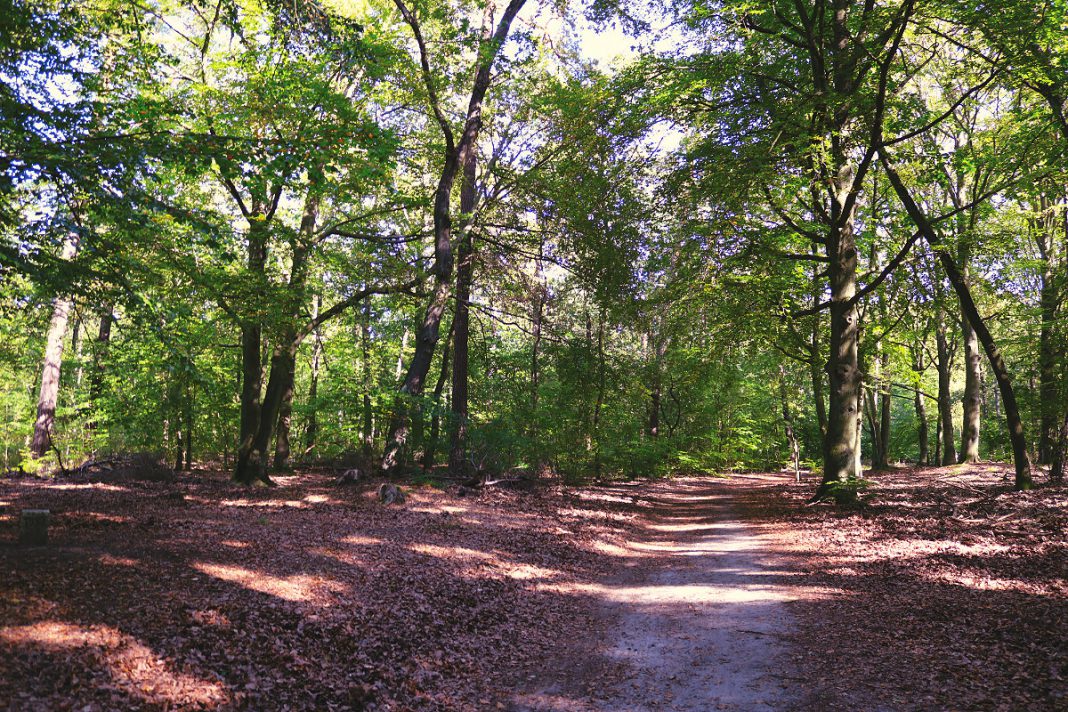 Wanderung Briesetal: Bester Rundwanderweg von Birkenwerder